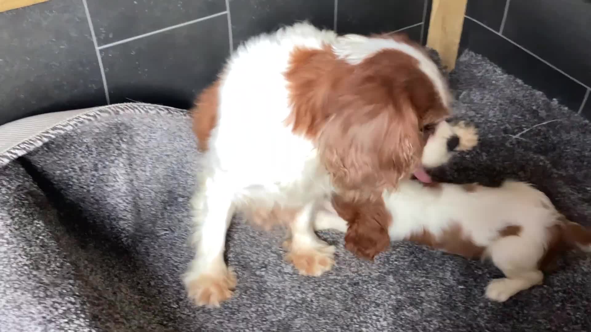 Cavalier King Charles Spaniel dogs for sale: King Charles cavalier  - Video 1