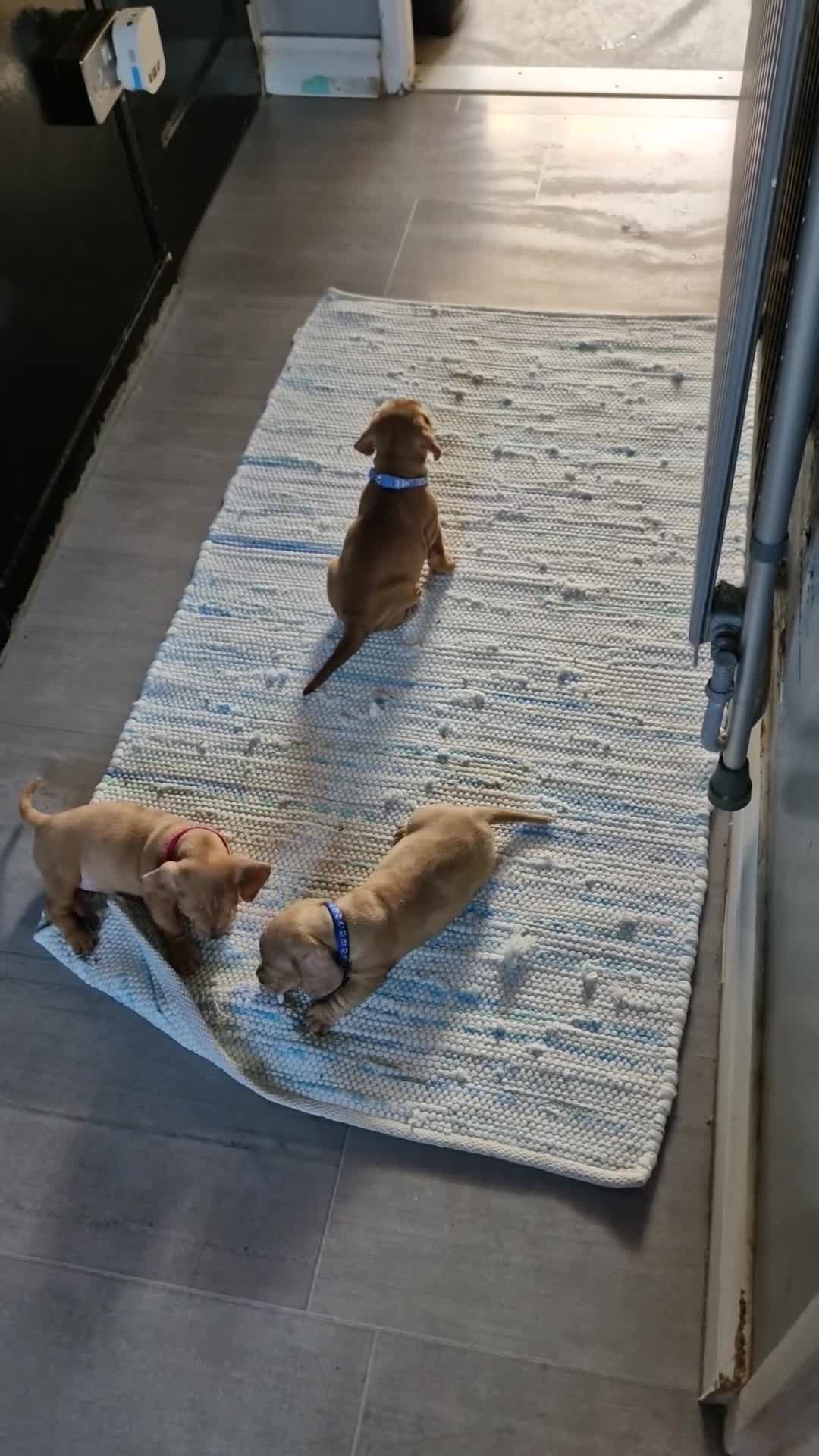 Dachshund dogs for sale: Miniature dachshund  - Video 3