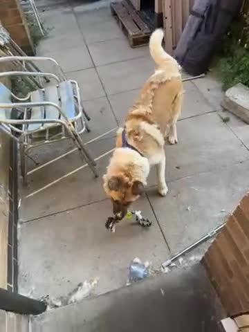 Akita dogs for sale: Female Akita  - Video 2