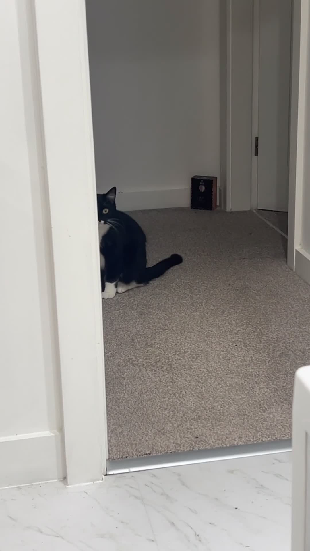 Domestic Shorthair cats for sale: Cat for sale in Manchester - Video 1