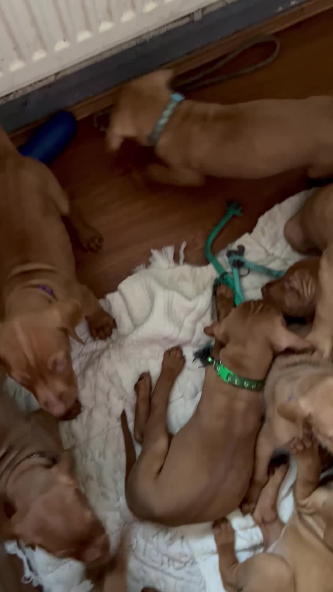 Hungarian Vizsla dogs for sale: Extra Ordinary Beautiful Hungarian Vizsla Ready! - Video 2
