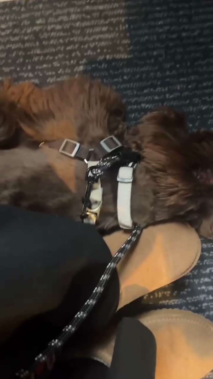 Yorkshire Terrier dogs for sale: RARE Chocolate Yorkshire Terrier - Video 2