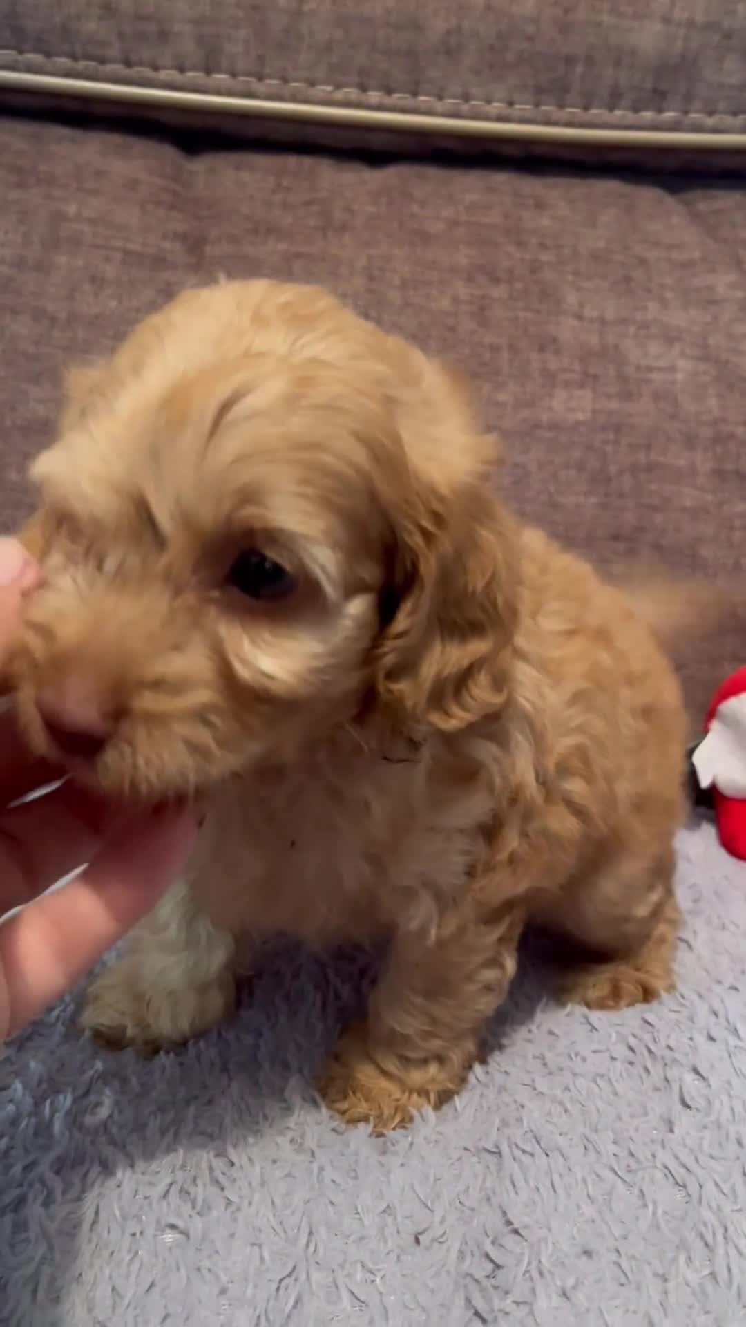Cockapoo dogs for sale: 💙Beautiful,super friendly,Cockapoo F1 Puppies  - Video 1
