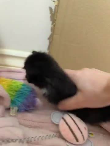 Mixed Breed cats for sale: Kittens Looking for Their Forever Homes 🐾 - Video 1