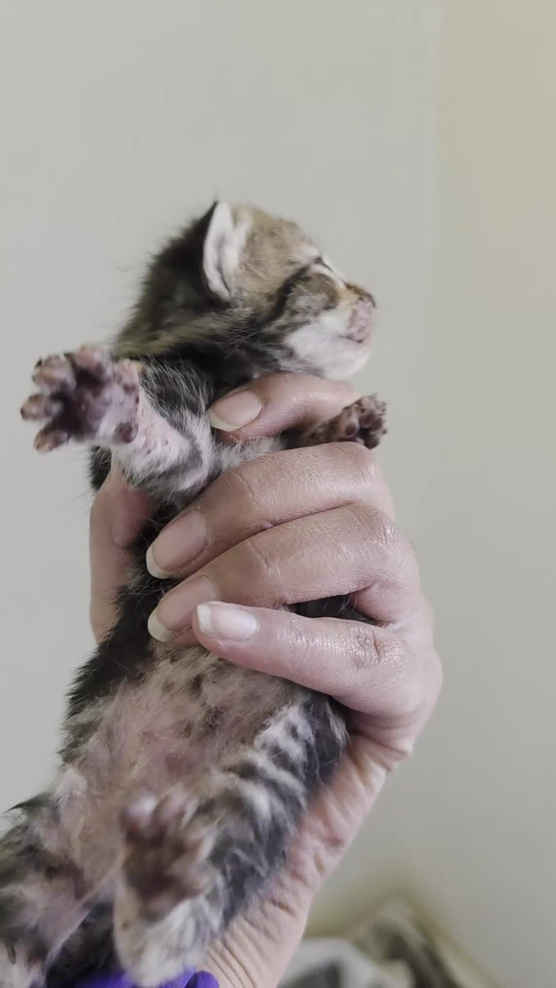 Mixed Breed cats for sale: "Fluffy Furballs"  - Video 2