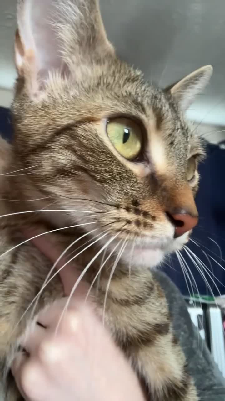 Mixed Breed cats for sale: 1 year old female cat for rehoming - Video 2