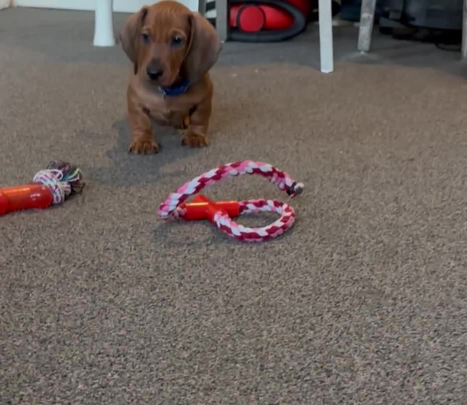 Dachshund dogs for sale: Beautiful dachshund girl left (fully vaccinated) - Video 3