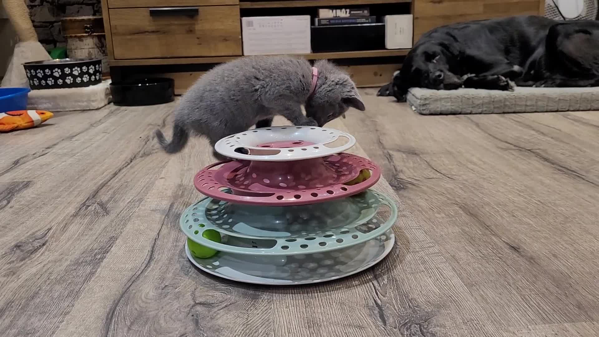 Russian Blue cats for sale: Pure Russian Blue kittens for sale 💙  - Video 3