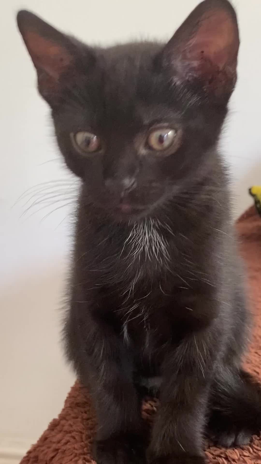 Domestic Shorthair cats for sale: Male black kittens  in Worthing - Video 4