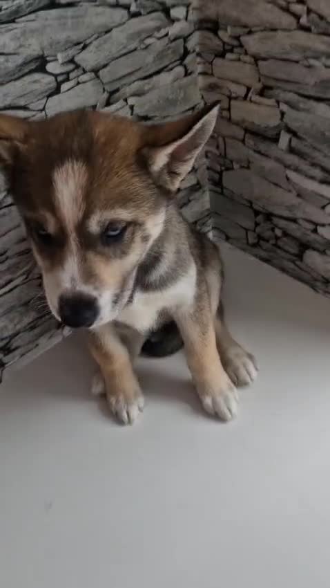 Siberian Husky dogs for sale: Rare Grey Agouti Girl Husky Puppy 💖 in Birmingham - Video 1