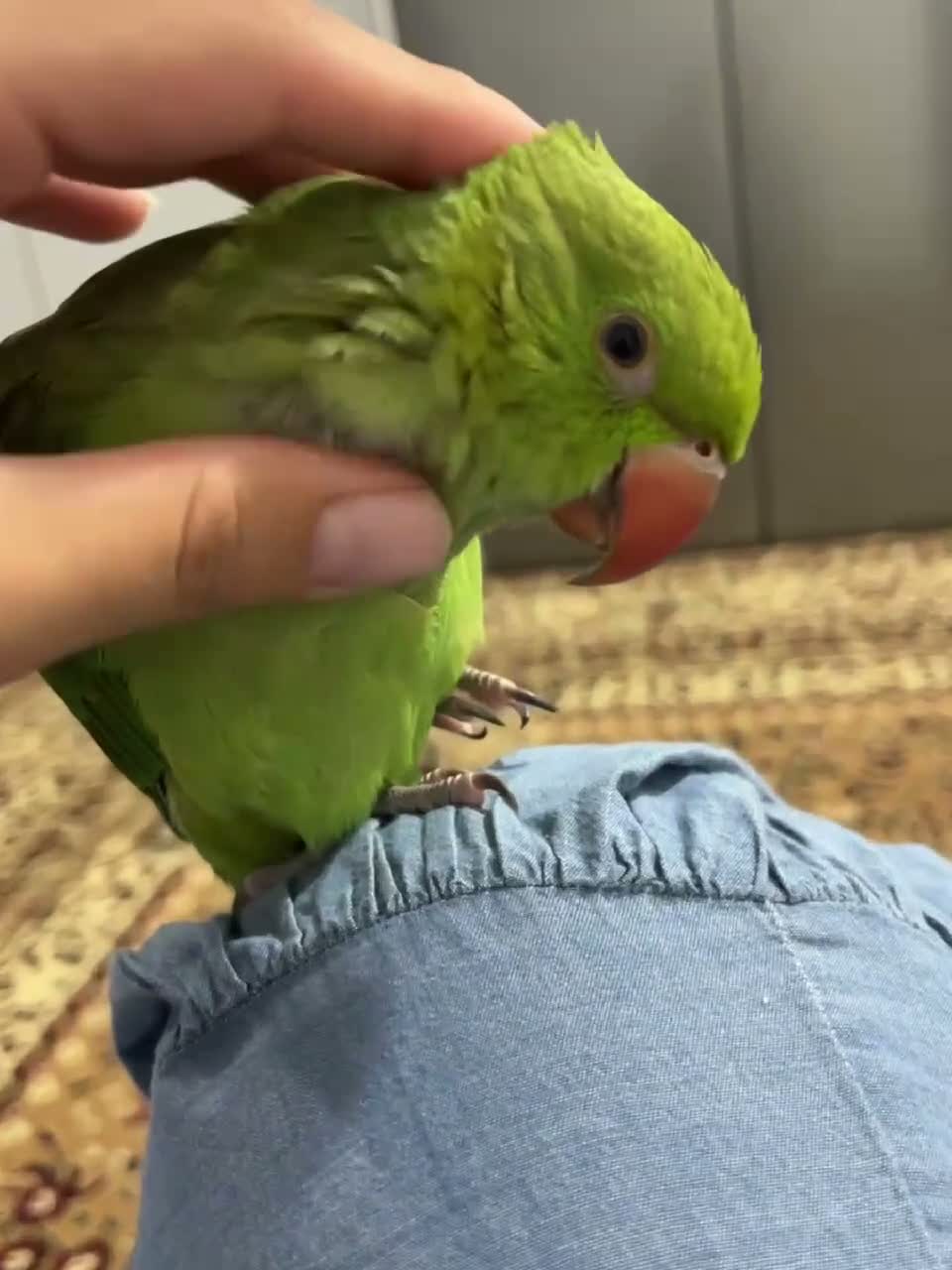 Ringnecks birds for sale: Miss  - Video 1