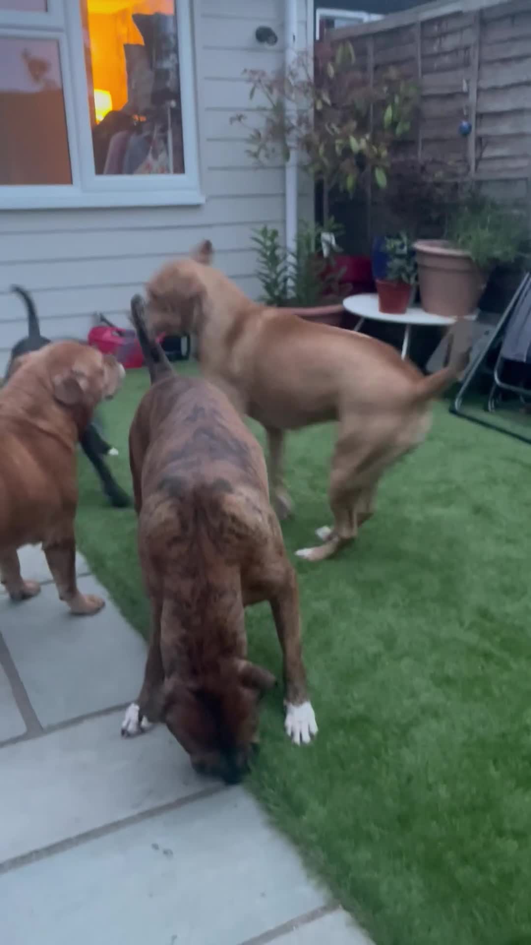 Mixed Breed dogs for sale: Gorgeous family pets are having a litter - Presa X - Video 1
