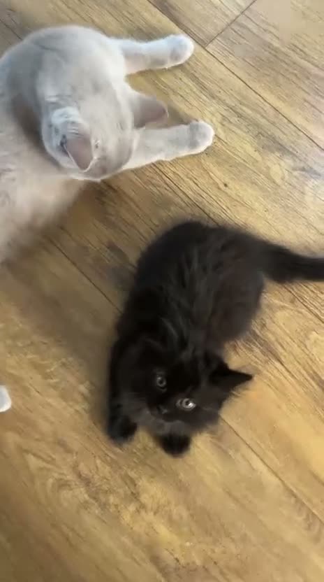 Scottish Fold cats for sale: Scottish straight girl 9 weeks old  - Video 1