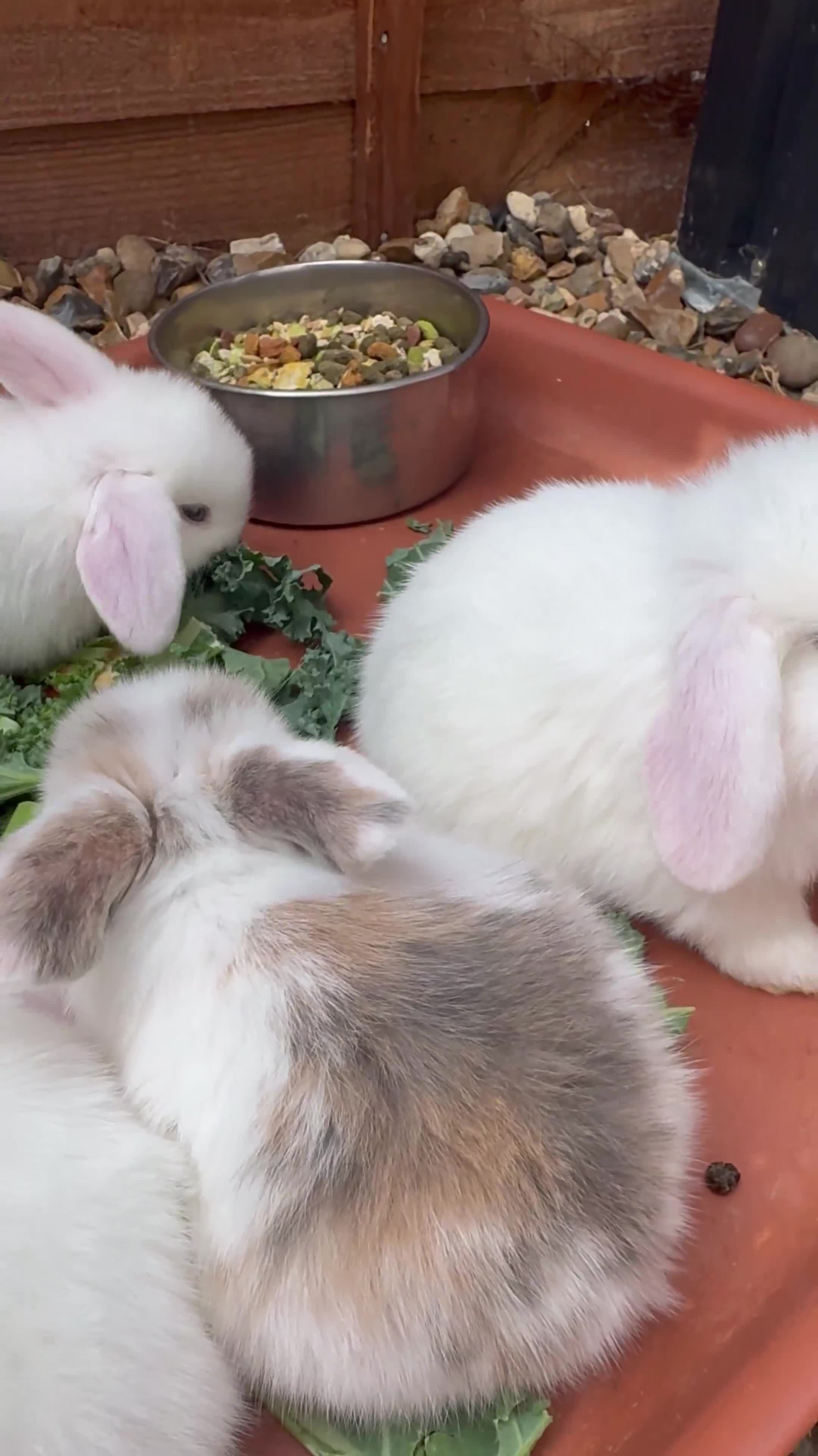 Mini Lop rabbits for sale: Baby mini lops  - Video 1