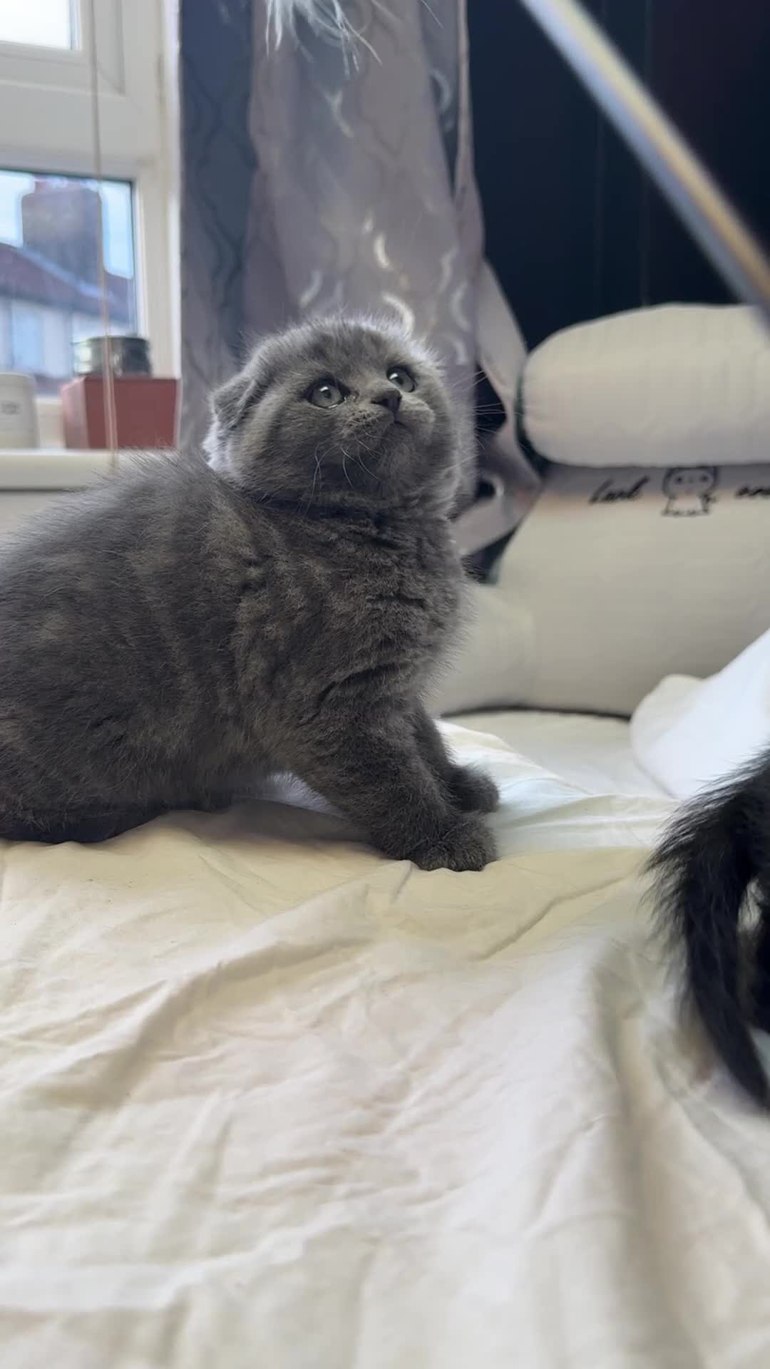 Scottish Fold cats for sale: Scottish Fold Kittens Available  - Video 2