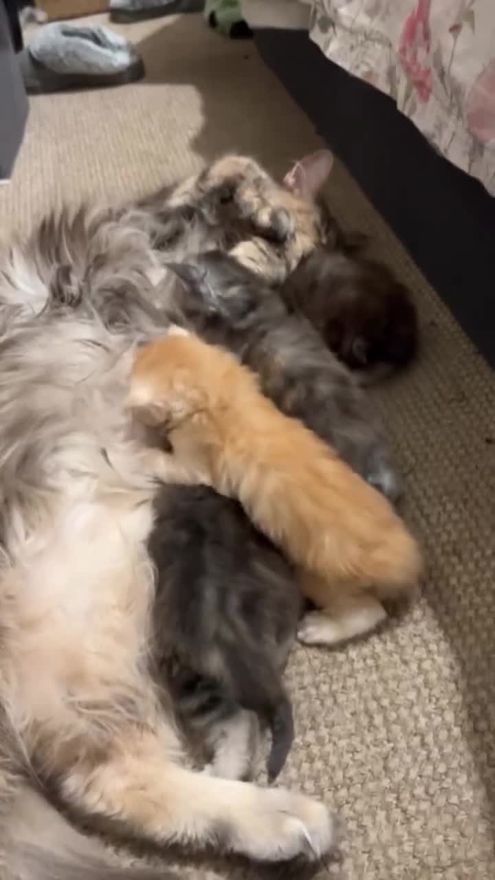 Maine Coon cats for sale: 3 week old mainecoon kittens - Video 2