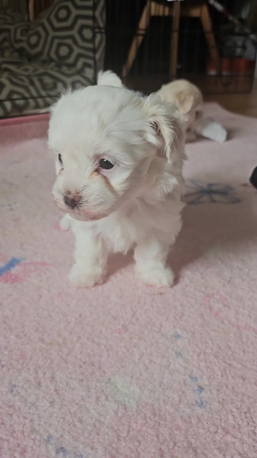 Mixed Breed dogs for sale: Bichon and Maltese mix - Video 1