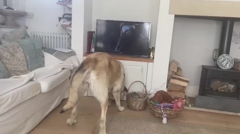 Mixed Breed dogs for adoption: Lovely Lara 🩷🐾 - Video 4