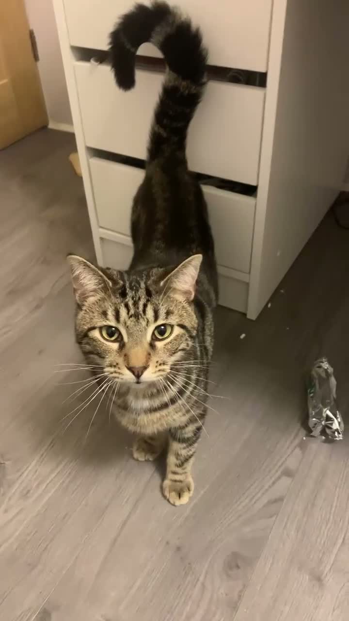 Mixed Breed cats for sale: Two cats looking for home in Daventry - Video 1