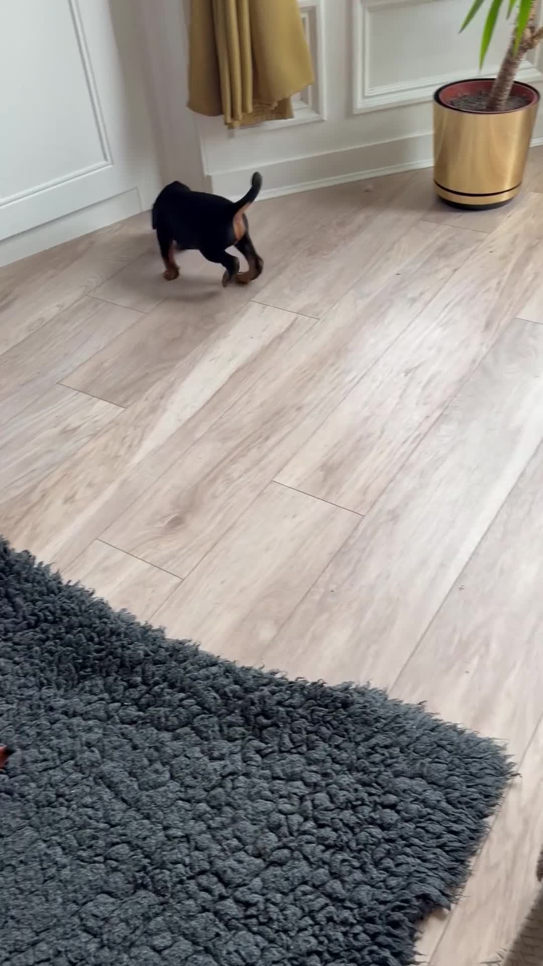 Dobermann dogs for sale: Ready now 1 girl Doberman puppy - Video 4