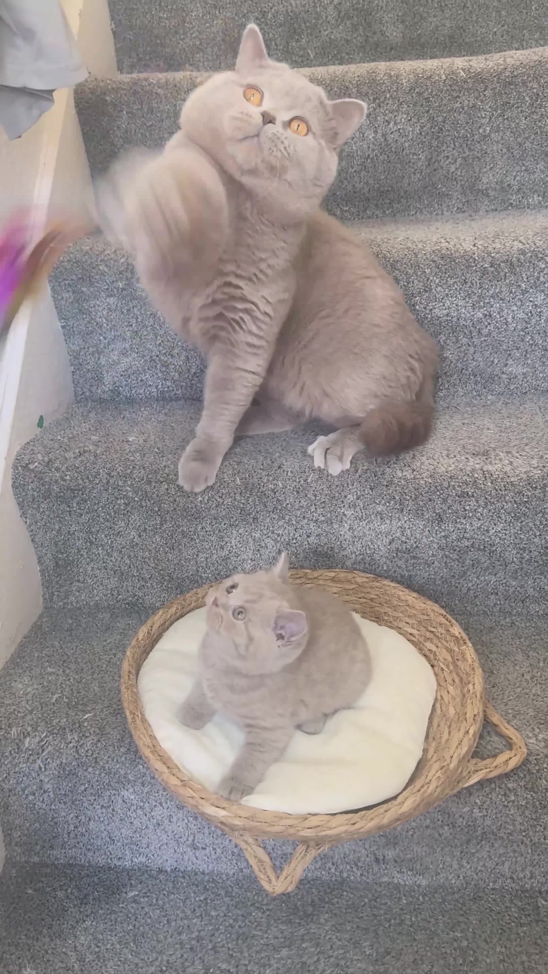 British Shorthair cats for sale: ALL RESERVED- 100% Pedigree GCCF BSH Kitten 🐾  - Video 2