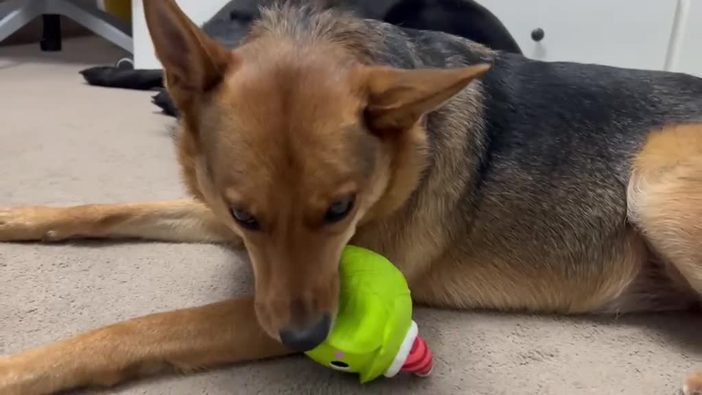 Mixed Breed dogs for adoption: ❤️ MINNIE-2-year-old low-medium girl  - Video 1