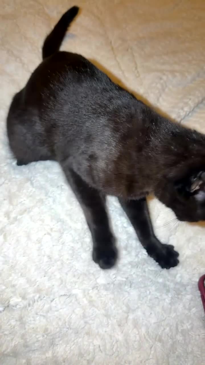 Mixed Breed cats for sale: Male kitten 8 months old - Video 2