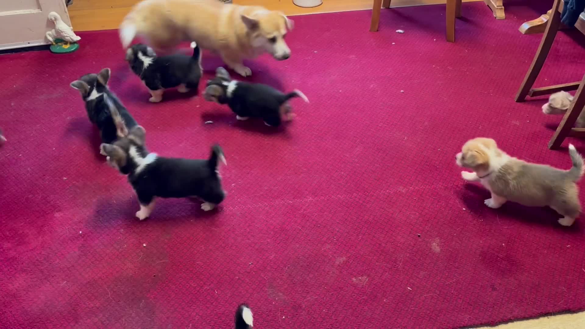 Welsh Corgi Pembroke dogs for sale: KC Registered Pembroke Welsh Corgi Puppies - Video 1