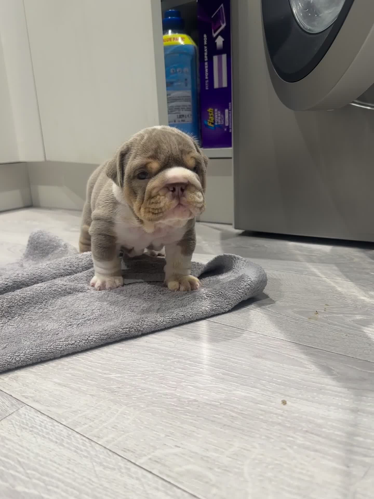 English Bulldog dogs for sale: 4 stunning unique coloured pups - Video 2