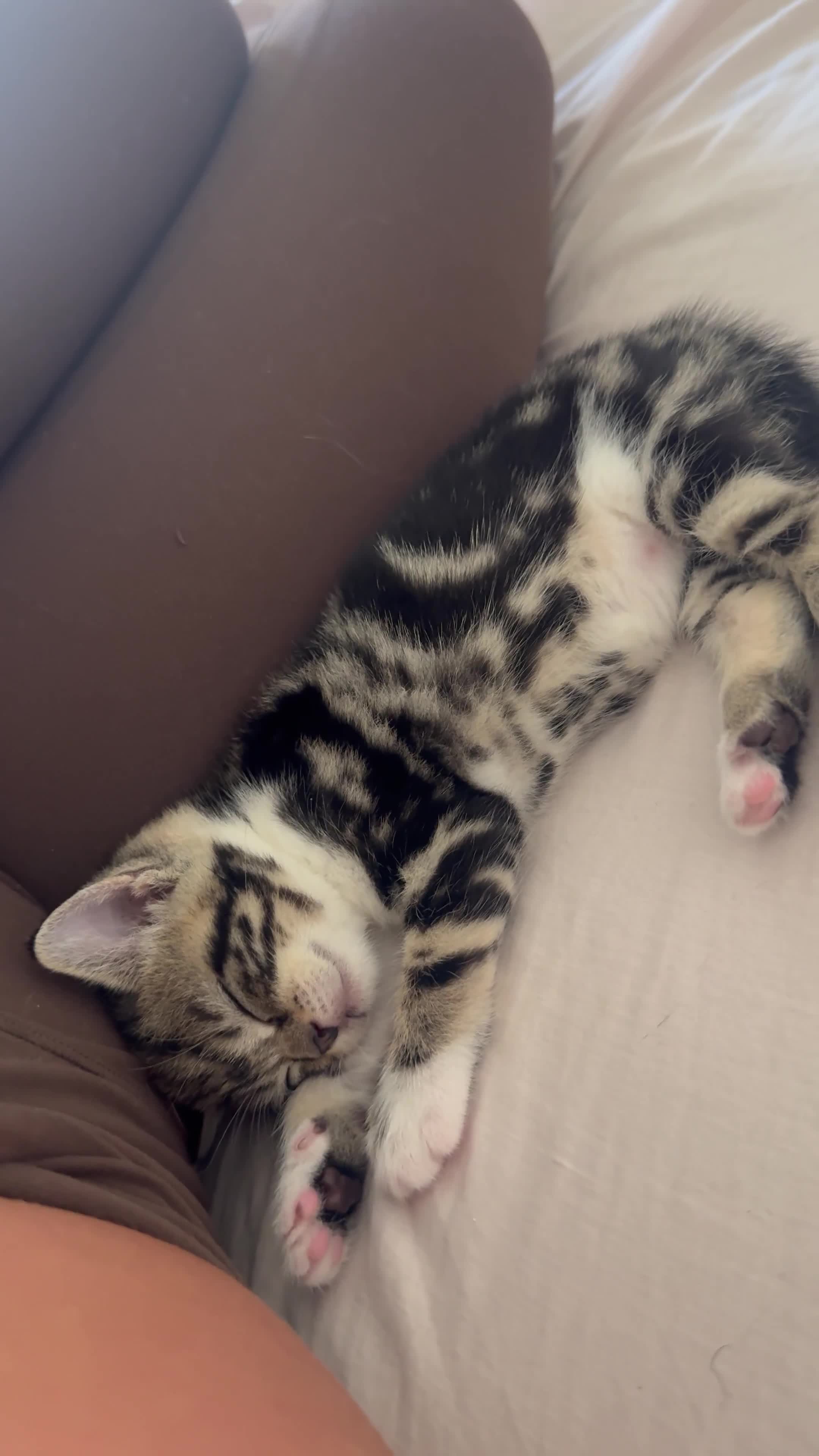 Mixed Breed cats for sale: Mixed Ragdoll / Tabby Adorable Kittens  - Video 4