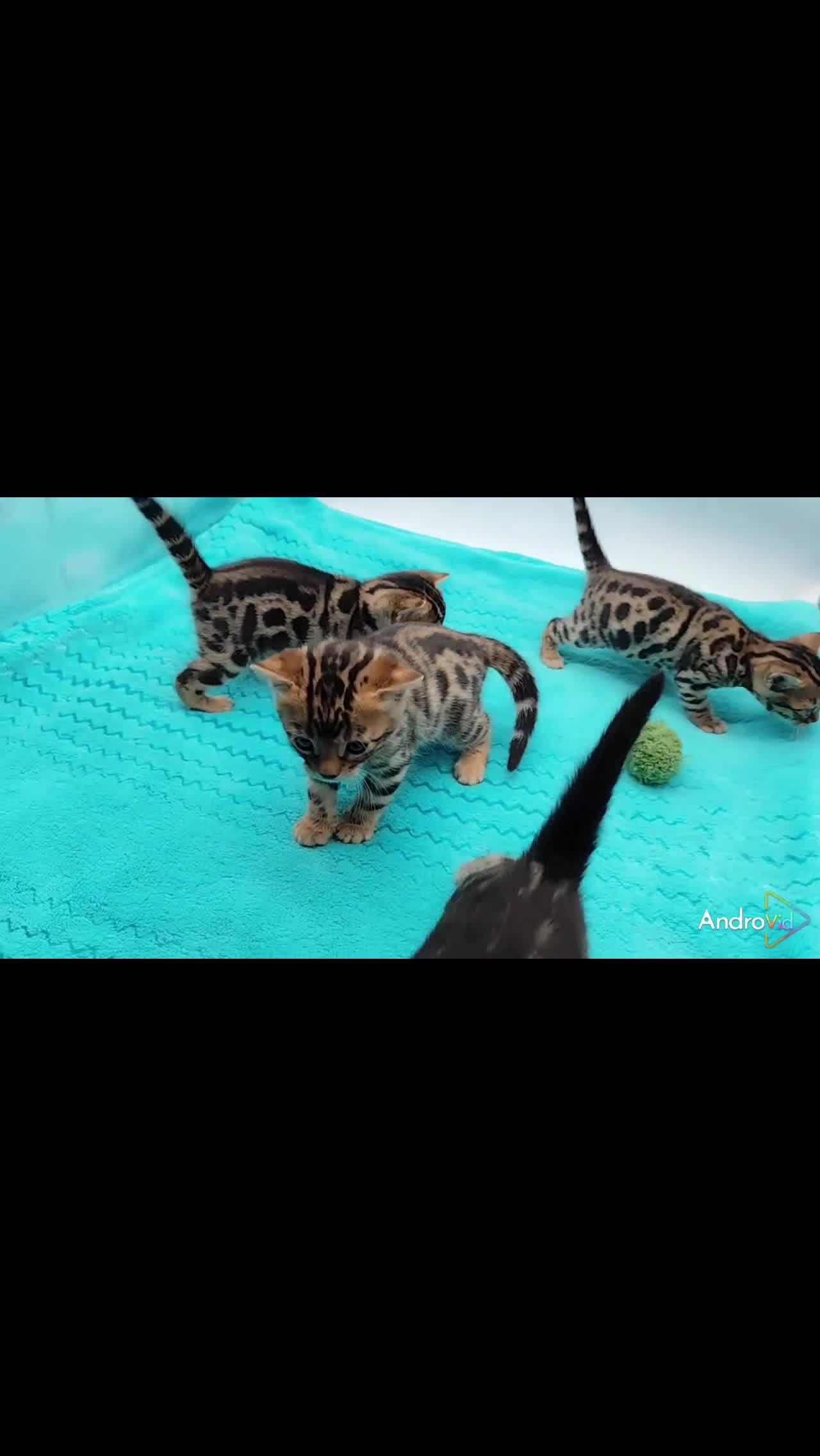 Bengal cats for sale: Beautiful Bengal kittens  - Video 1