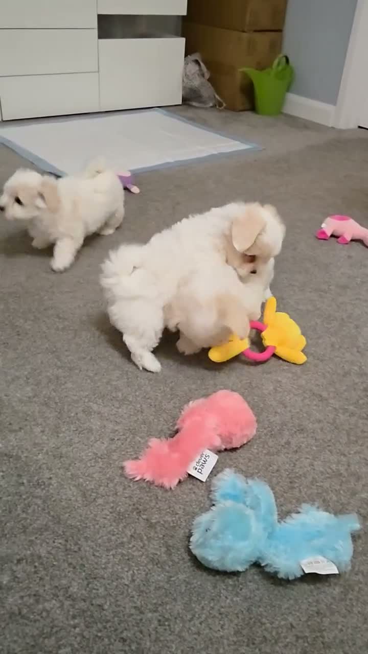 Coton De Tulear dogs for sale: Gorgeous Coton de Tulear puppies KC registered - Video 1