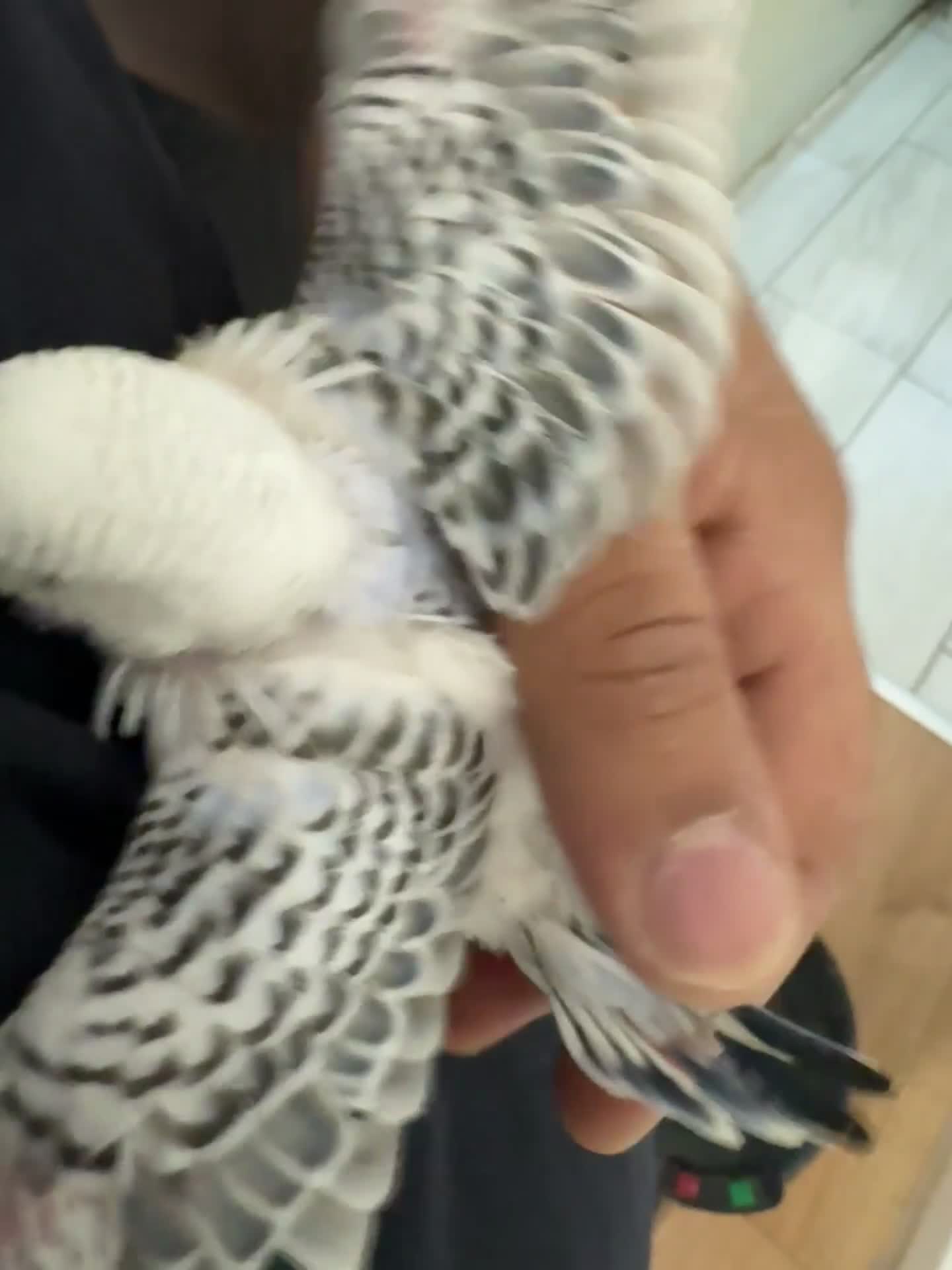 Budgerigars birds for sale: Baby budgies in Sheffield - Video 1