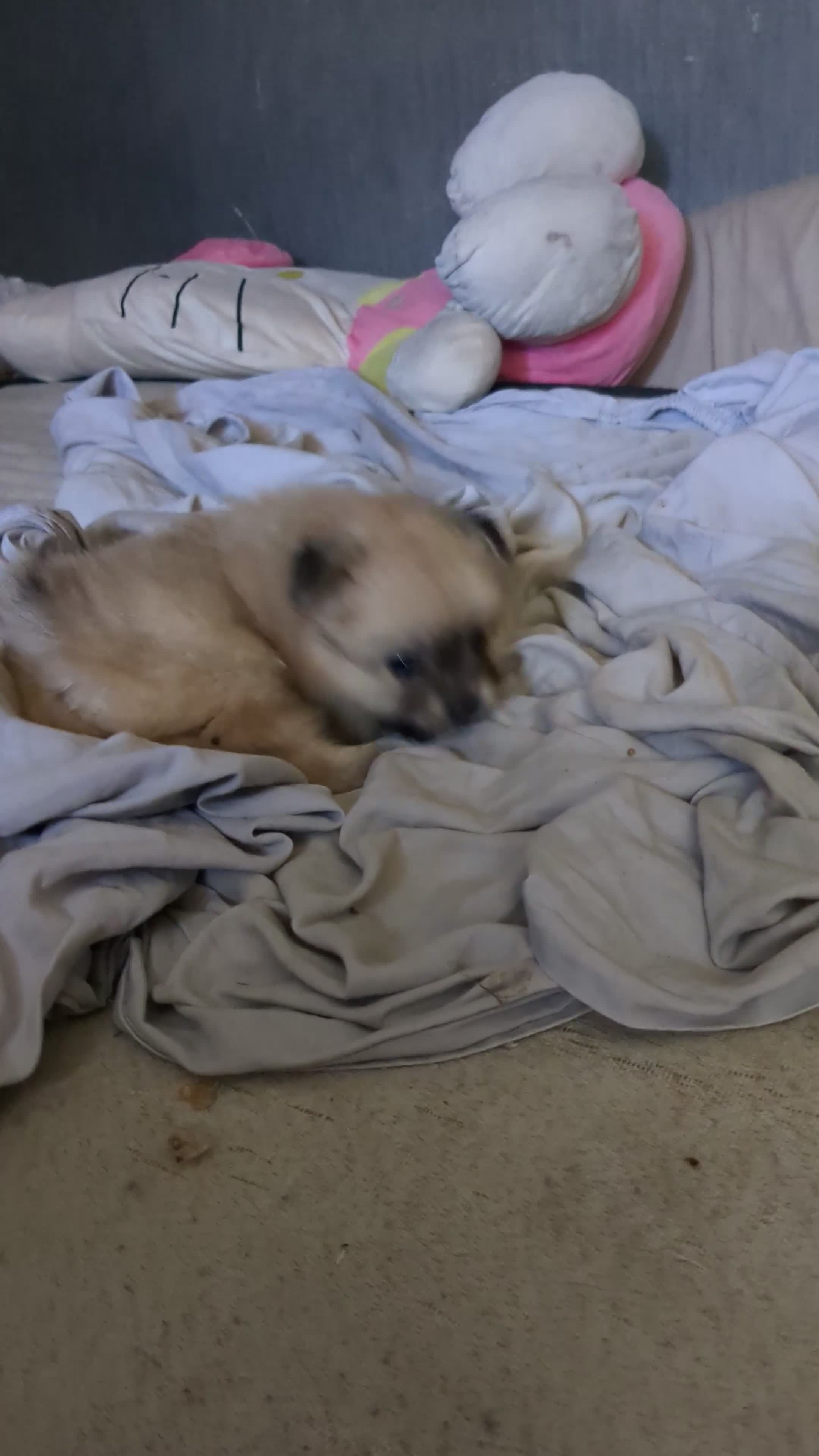 Pomeranian dogs for sale: 2 male Victorian pom x toy Pomeranian full breeds in Blackpool - Video 1