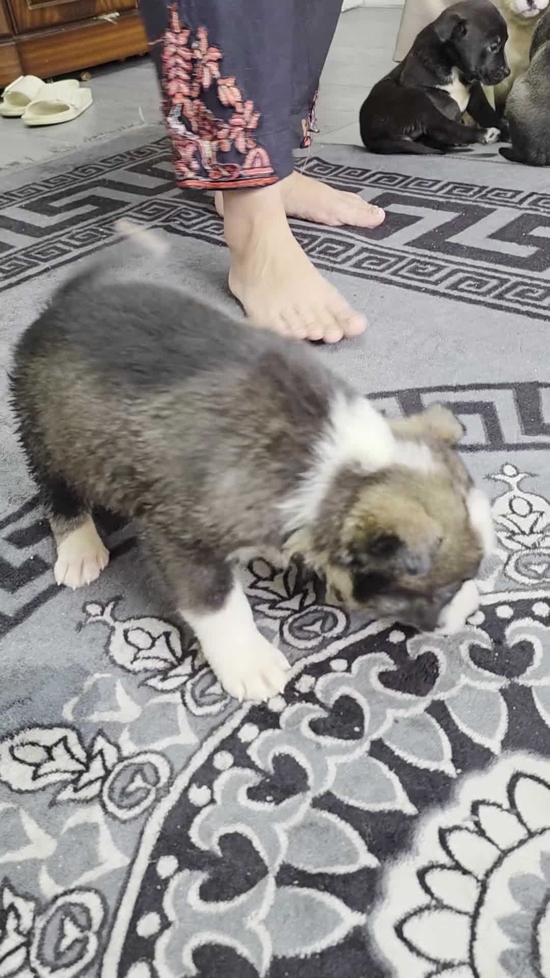 Mixed Breed dogs for sale: Siberian husky puppies  - Video 2