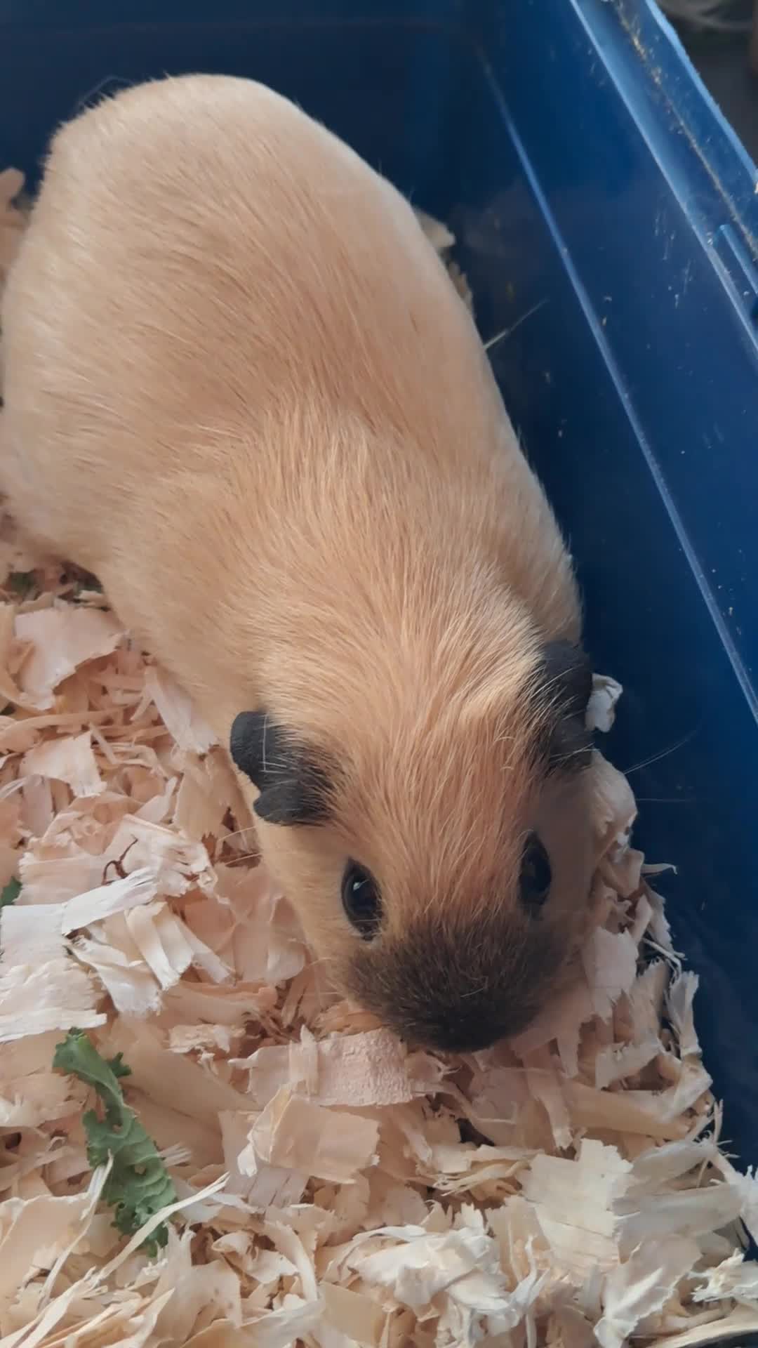 Guinea Pig rodents for sale: CALIFORNIAN SISTERS - Video 1