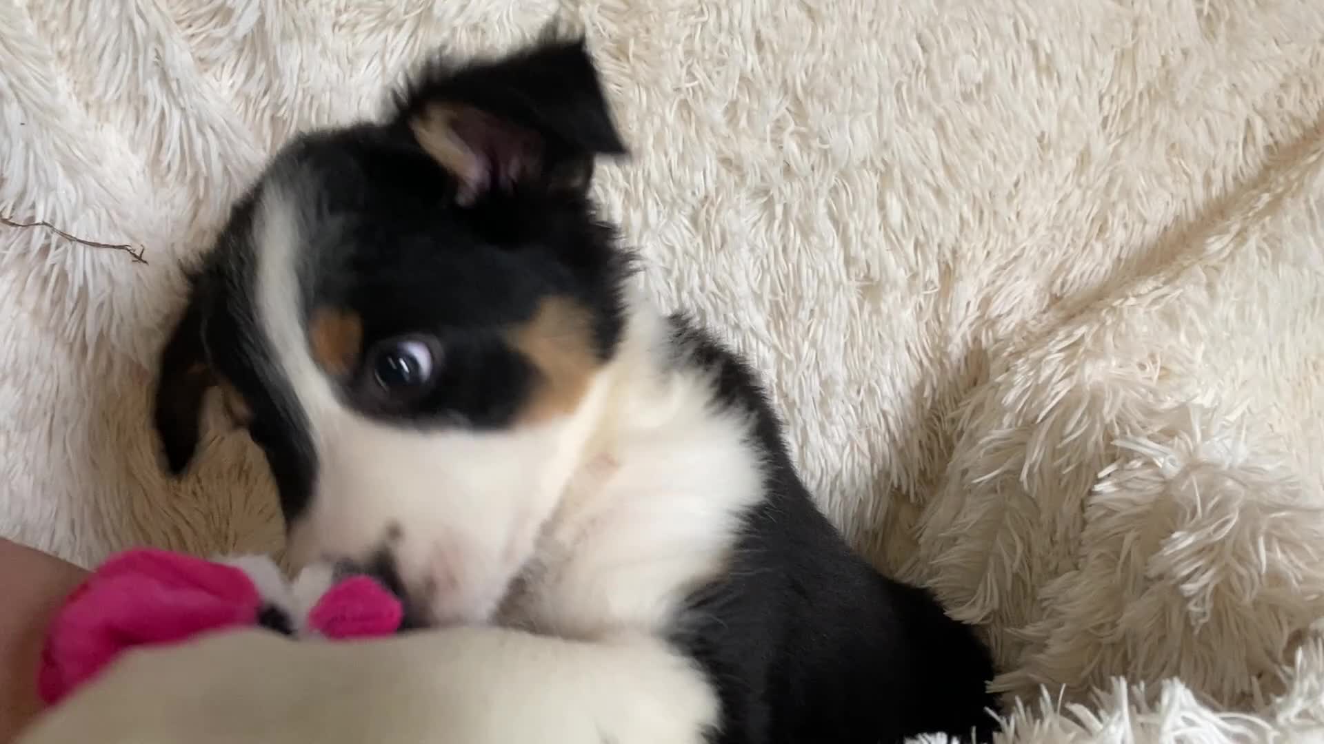 Border Collie dogs for sale: Border Collie Puppies | Health Tested Parents  - Video 1