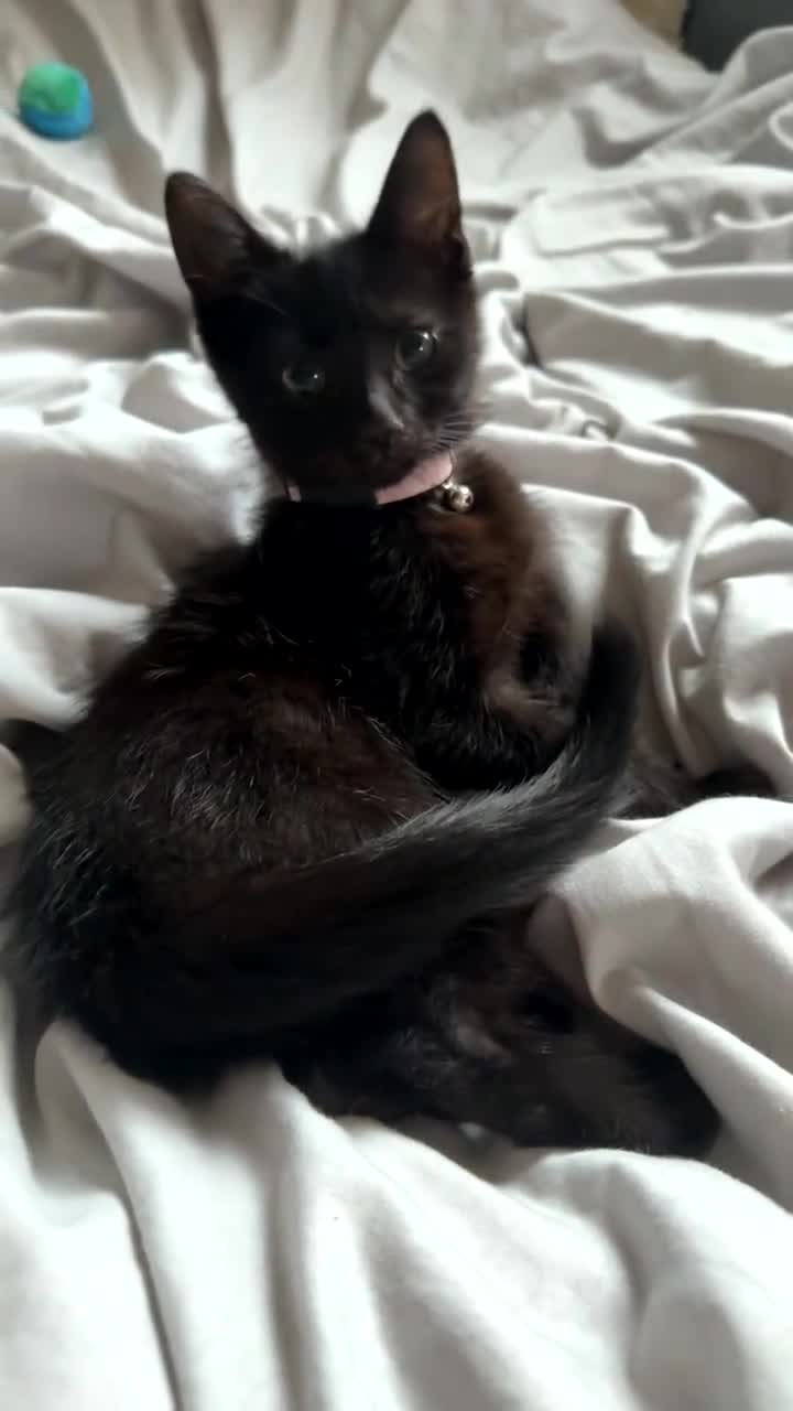Mixed Breed cats for sale: Adorable black female - Video 1