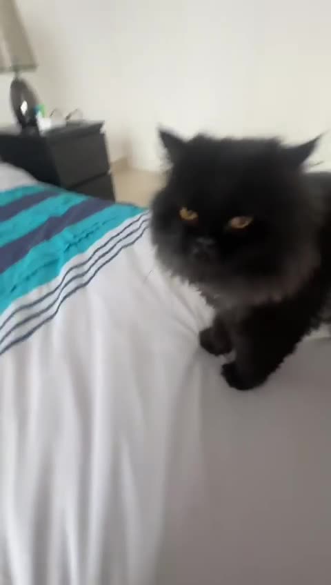 Domestic Shorthair cats for adoption: Coco bean - Video 3