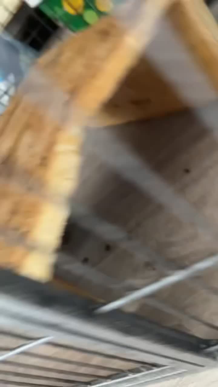 Chinchilla rodents for sale: Female Chinchilla looking for 5 star home - Video 2