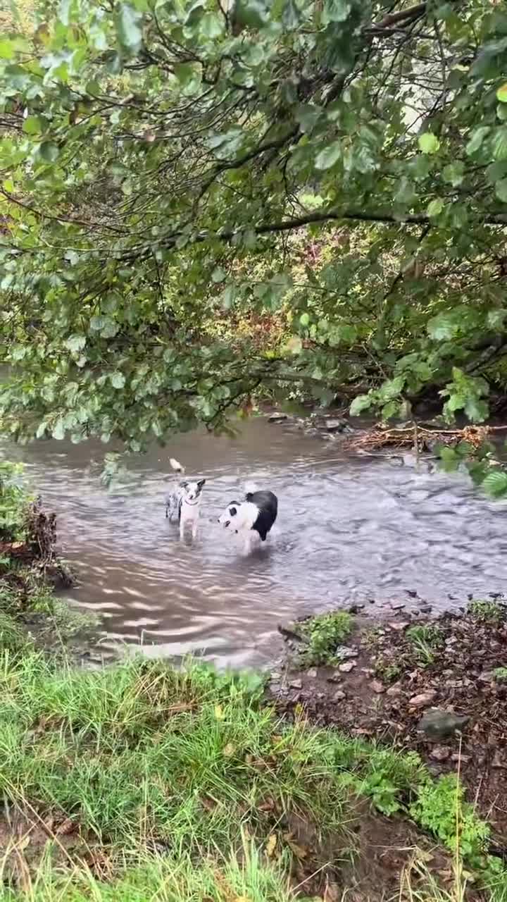 Border Collie dogs for sale: Border collie puppies  - Video 1