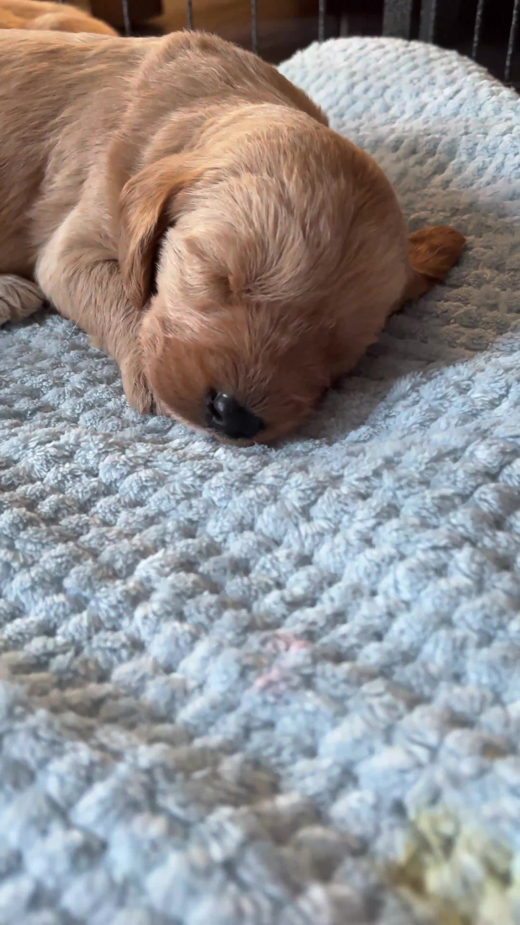 Labradoodle dogs for sale: ⭐️Labradoodle puppies⭐️ in Manchester - Video 4