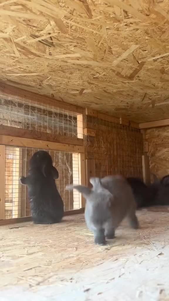 French Lop rabbits for sale: French lop bunnies  - Video 1