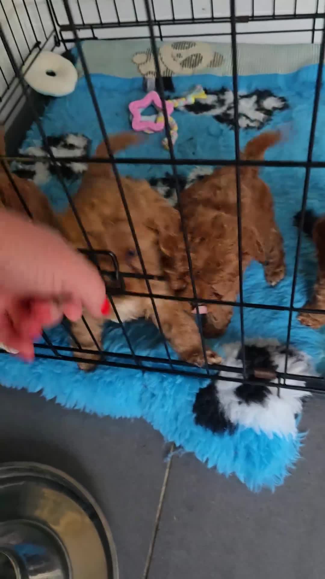 Cavapoo dogs for sale: Stunning Deep red health tested f1 cavapoos  - Video 1