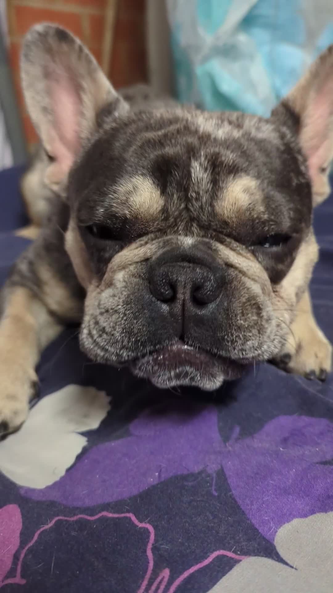 French Bulldog dogs for stud: Biscuit the KC REGISTERED French Bulldog Stud 💙🐶 - Video 1