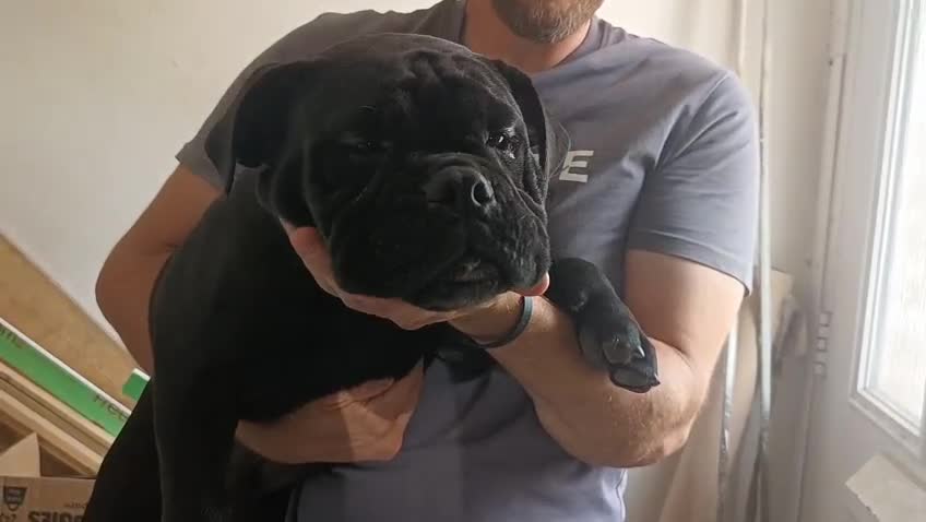 Olde English Bulldogge dogs for sale: 🐶 Olde English Bulldogge Puppy for Sale - Video 1