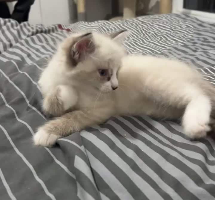 Siberian cats for sale: Pure bred neva masquerade siberian kittens  - Video 1