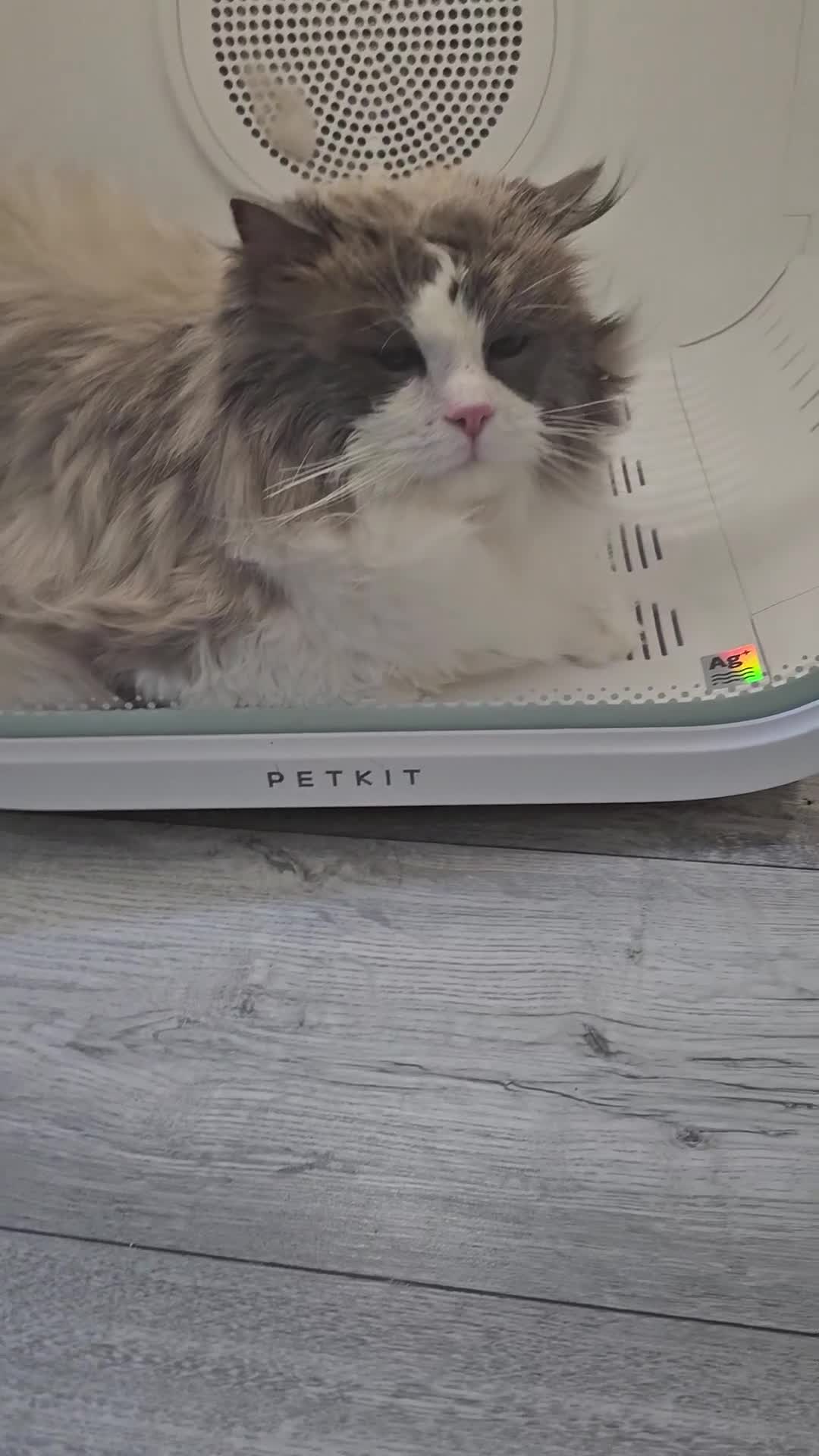 Ragdoll cats for sale: Blue Bicolor kittens 😸  - Video 2