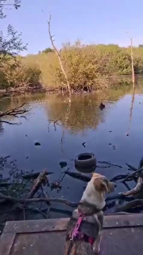 Mixed Breed dogs for adoption: FOSTER/ADOPT:❤️NINA hopes the world can be kind - Video 1