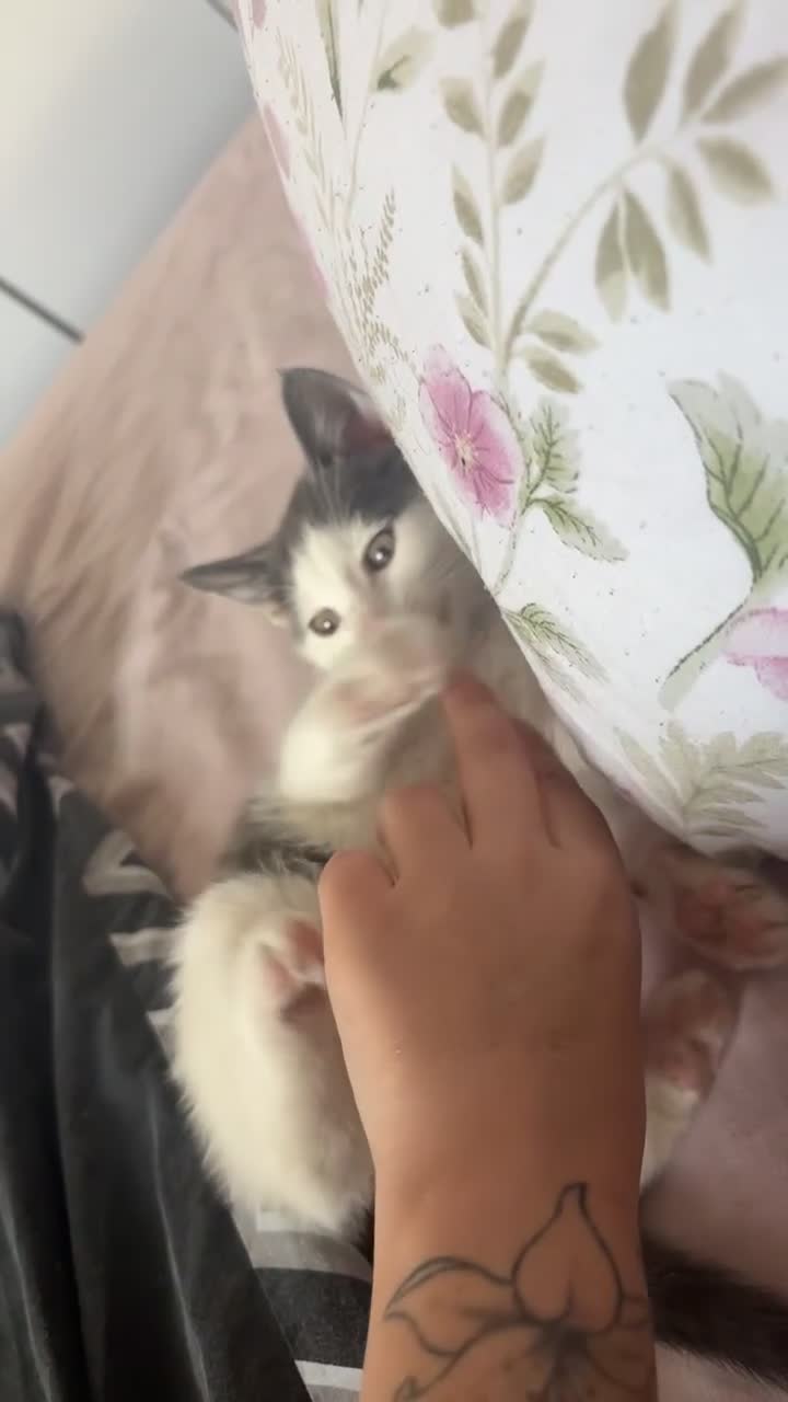 Mixed Breed cats for sale: Grey and white kitten - Video 1